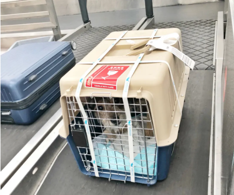泉州宠物托运 宠物托运公司 机场宠物托运 宠物空运